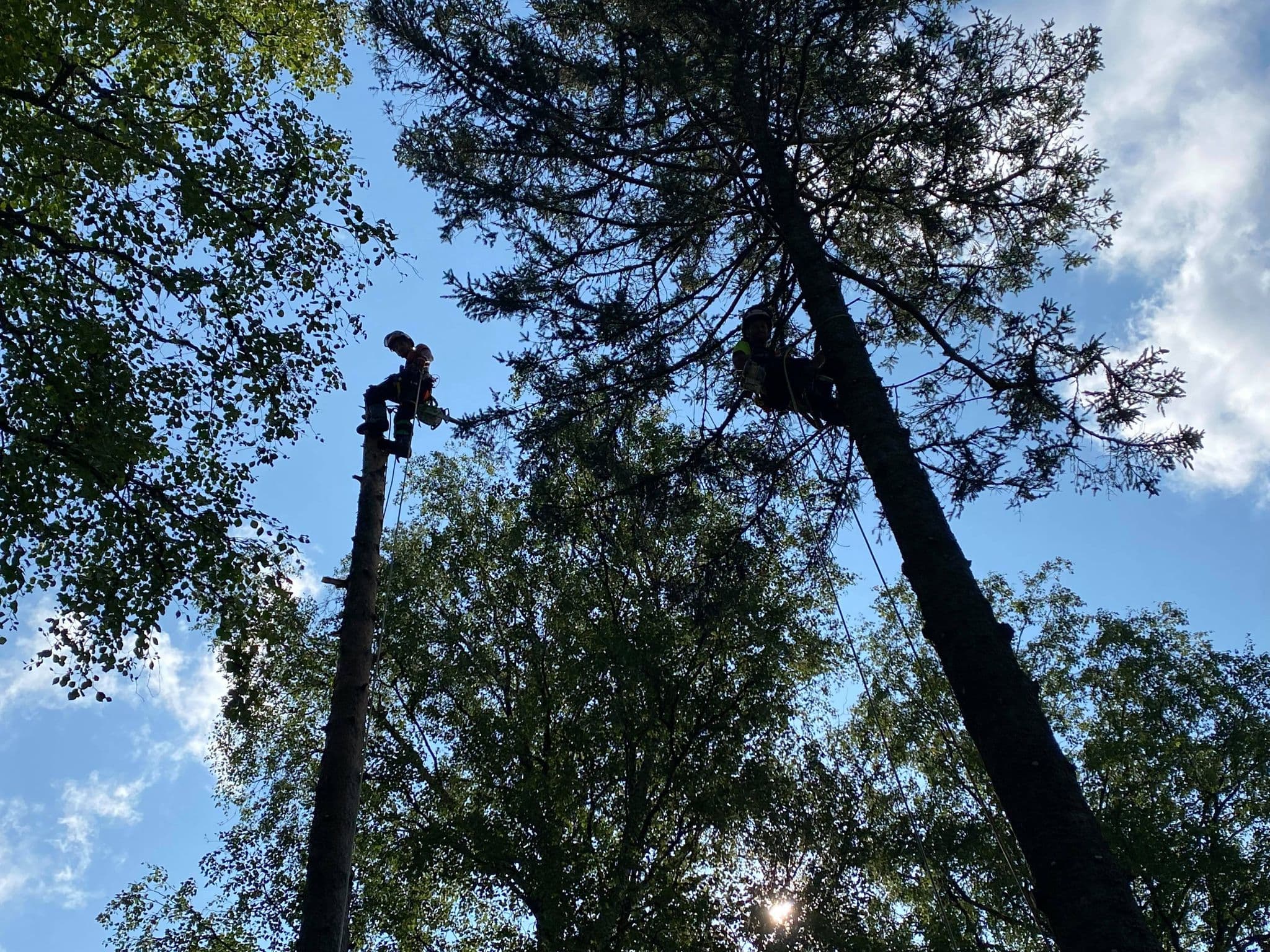 Tree service professionals at work