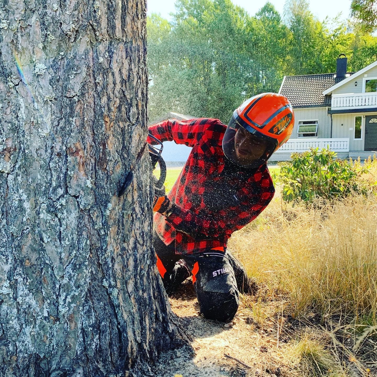 Tree service professionals at work