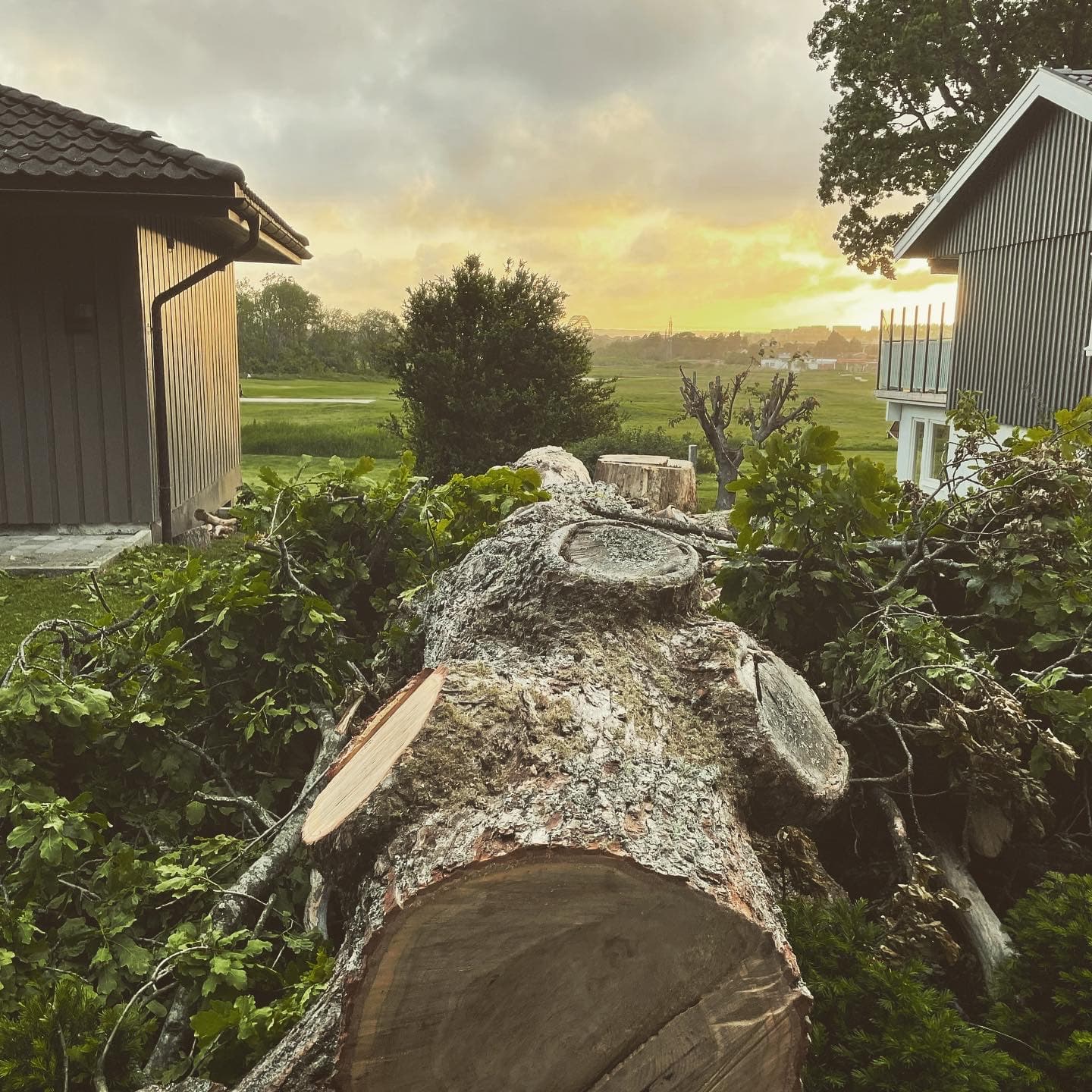 Tree service professionals at work