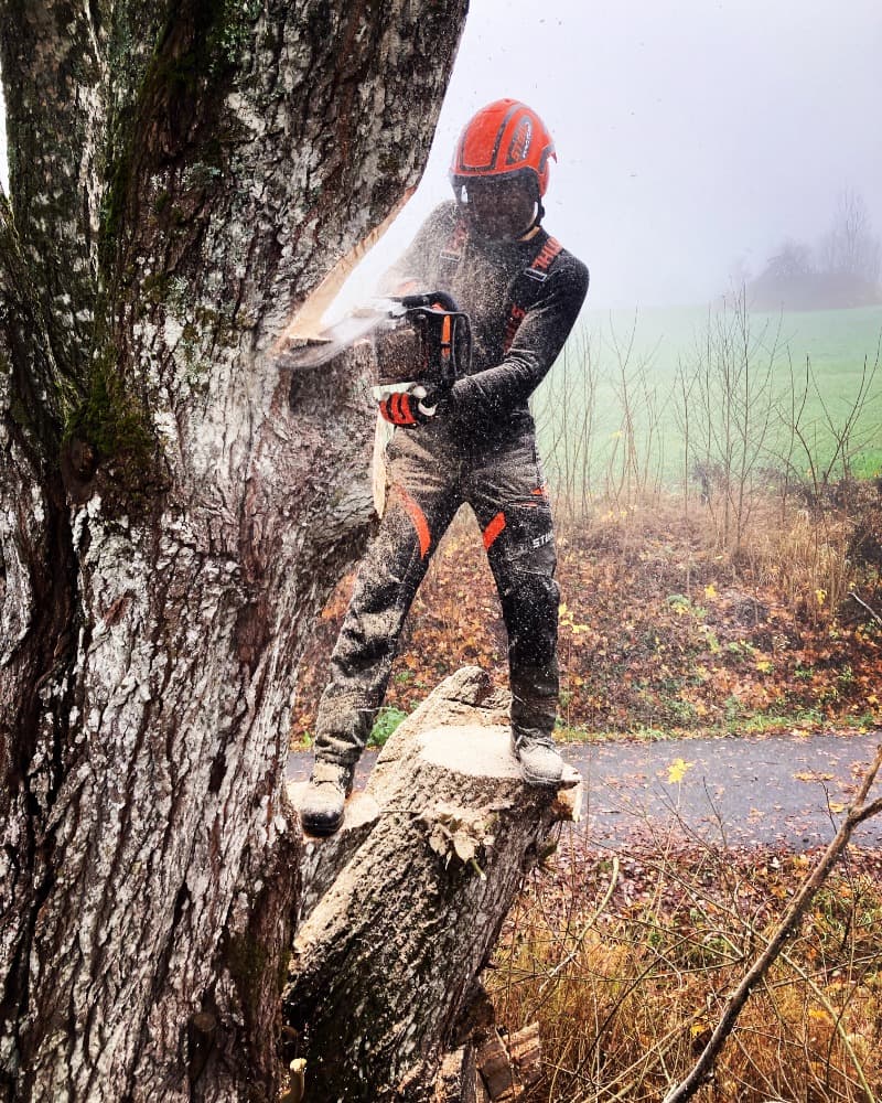 Tree work in progress