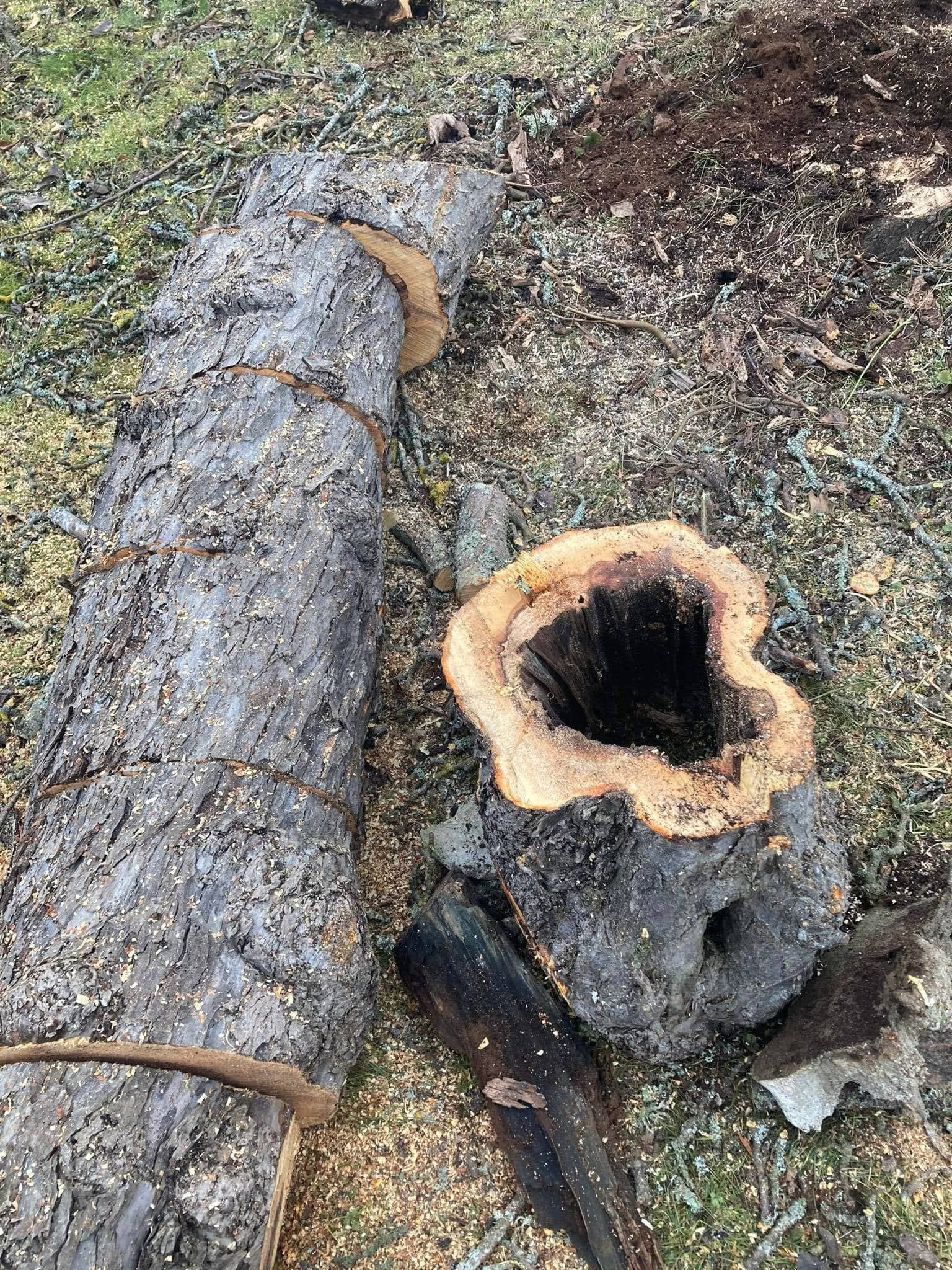 Tree service professionals at work