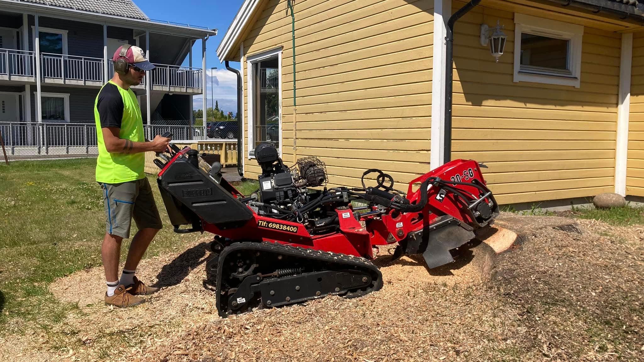 Tree service professionals at work