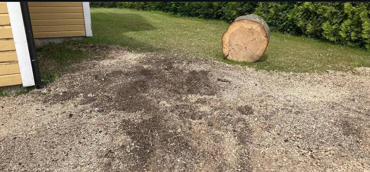 Tree service professionals at work