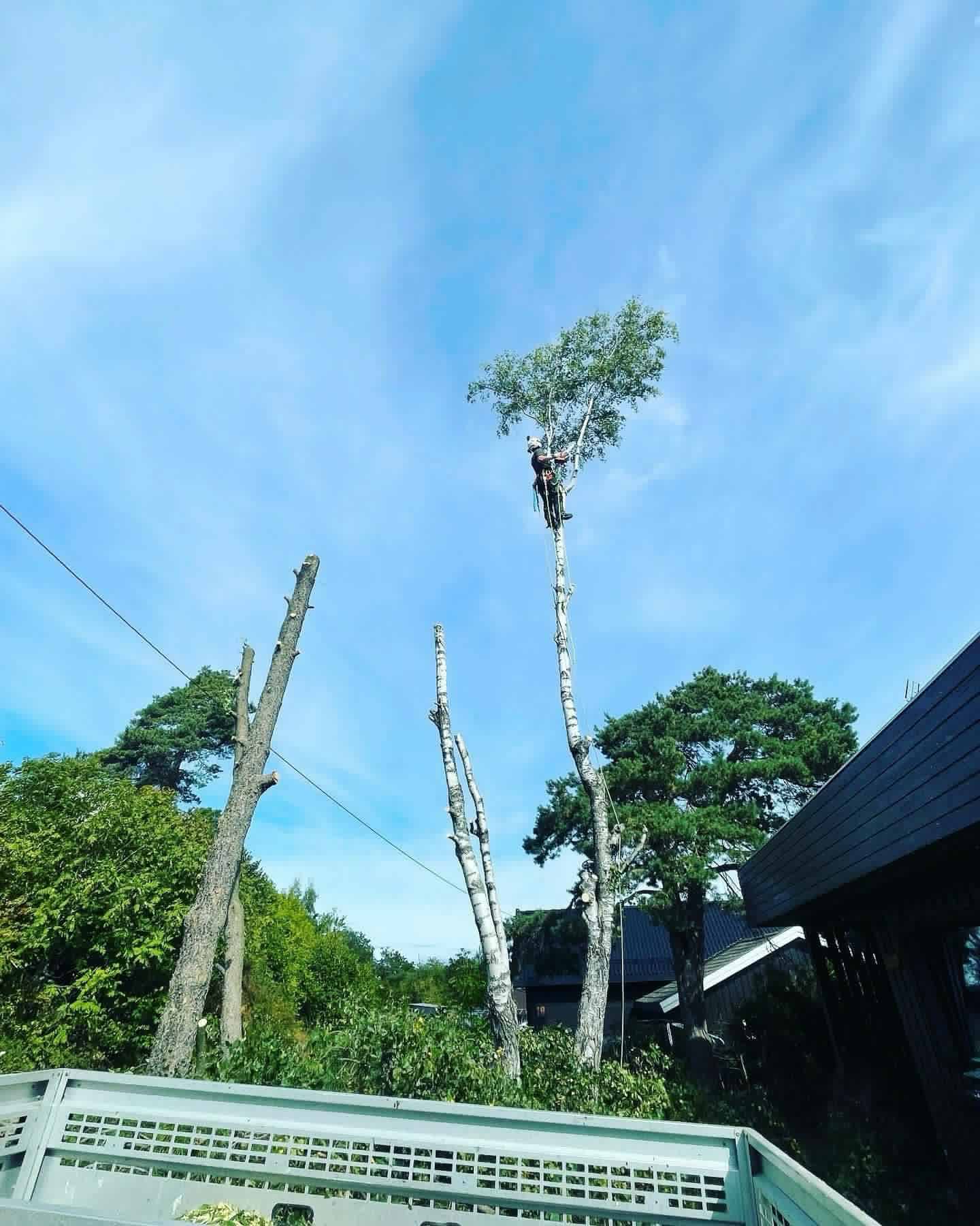 Tree service professionals at work